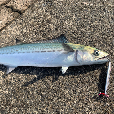 たっぷりサゴシ