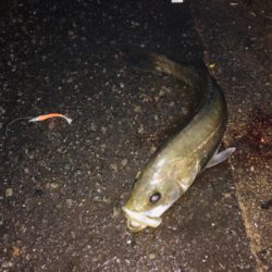 夕まづめ 30分一本勝負