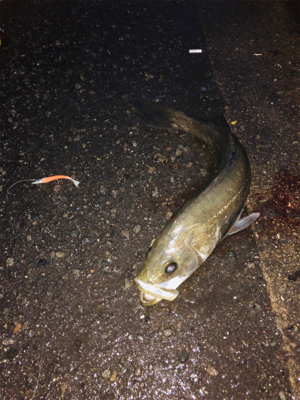 夕まづめ 30分一本勝負