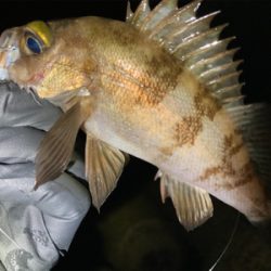 メバル時々シーバス