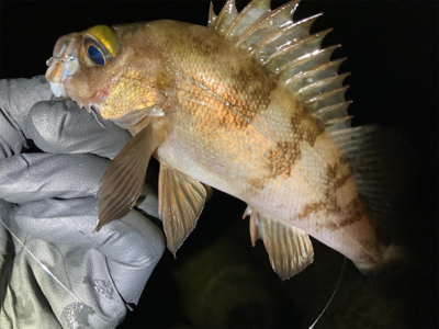 メバル時々シーバス