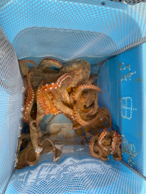 明石タコ　開幕戦