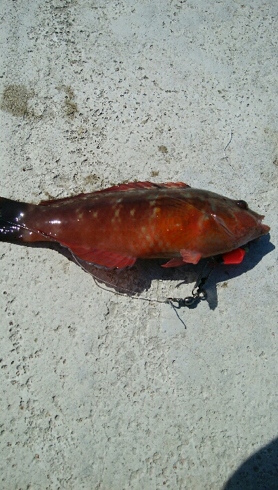 餌でベラ2匹！フグ多数・・・