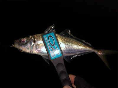 雨上がりなのに活性が・・・