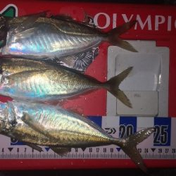 アジング練習　272