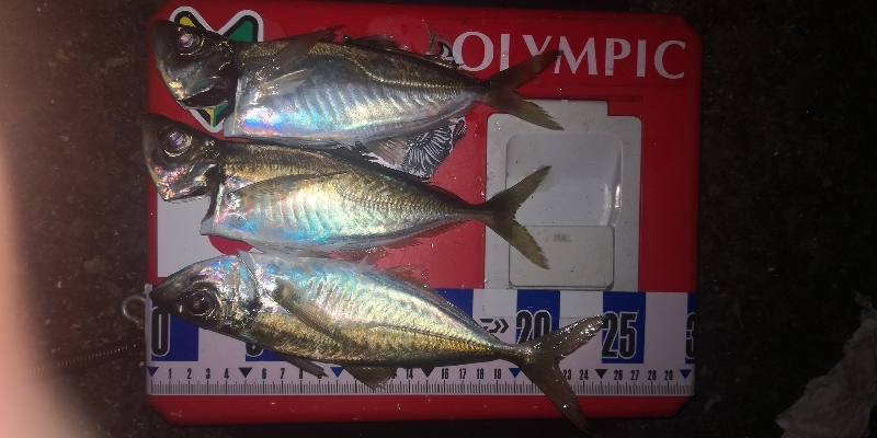 アジング練習 272