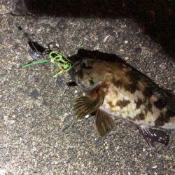 メバルとガシラ