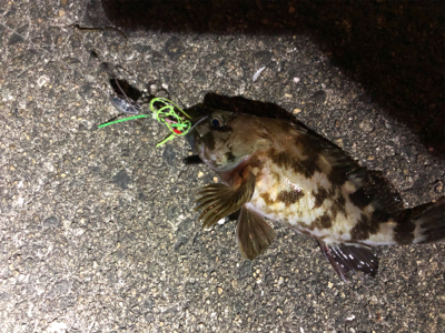 メバルとガシラ