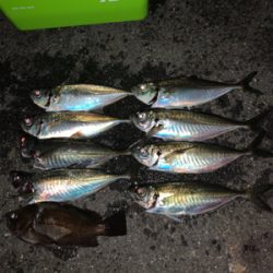 アジング時々メバリング