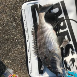 約1年ぶりのチヌ