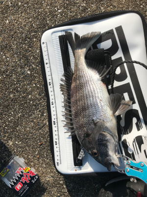 約1年ぶりのチヌ