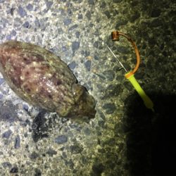 コウイカ 釣行