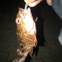 メバリング　IN 神戸