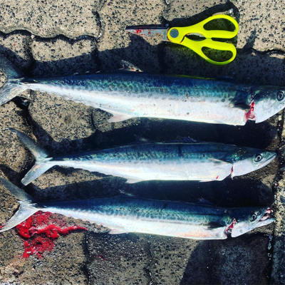 サゴシと赤い物体。