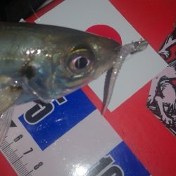 アジング練習 273