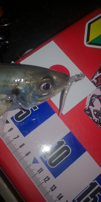 アジング練習 273