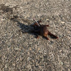 メバリング タコ？