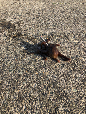 メバリング タコ？