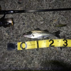 小さいけれど、久しぶりに