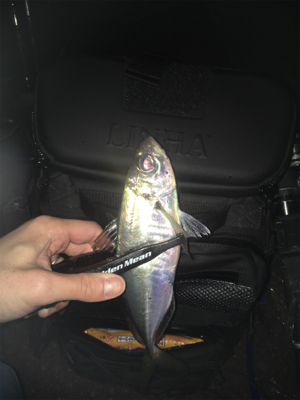 ジグ単アジング