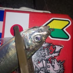 アジング練習　274