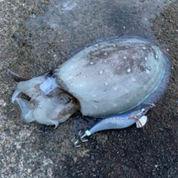 コウイカの季節です