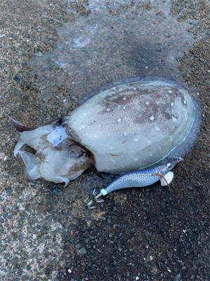 コウイカの季節です