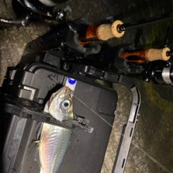 強風でさらに極寒の中アジング