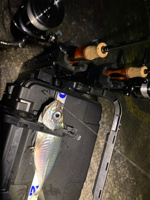 強風でさらに極寒の中アジング