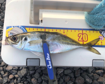 もう少しの辛抱かもしれない