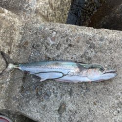サワラ釣れません