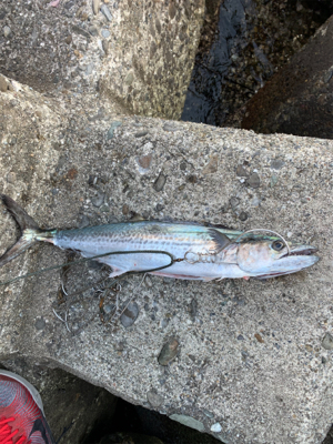 サワラ釣れません