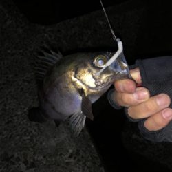 朝マヅメはラッシュでも