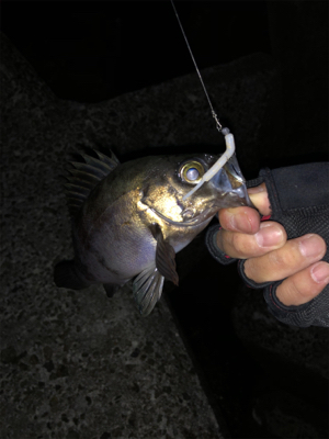 朝マヅメはラッシュでも