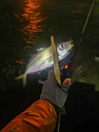 アジング練習　275 宵姫AJカスタムジグヘッド