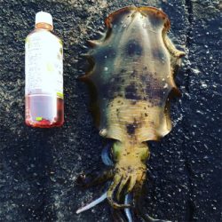 春イカ始動！！