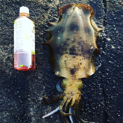 春イカ始動！！