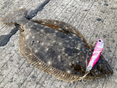 仕事帰りに、堤防ヒラメ