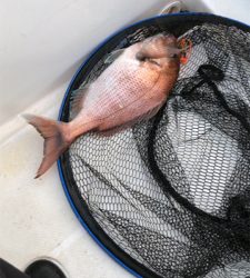 1年ぶりの鯛ラバ