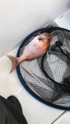 1年ぶりの鯛ラバ