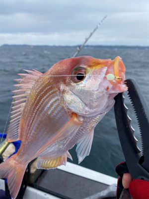 乙浜港沖、オニカサゴ玉砕‥