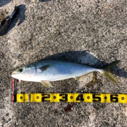 青物、今シーズン始動