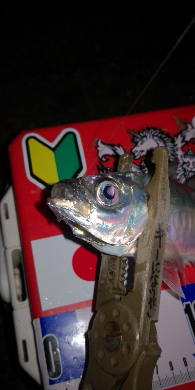 アジング練習　276