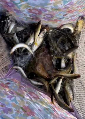 春の風物詩　小鮎釣り