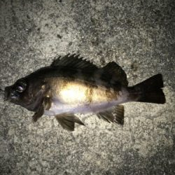 2021ライトゲーム第10戦