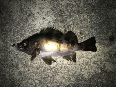 2021ライトゲーム第10戦