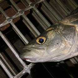 シーバスフィッシング