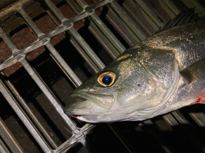 シーバスフィッシング