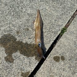 甲烏賊が食べたくて