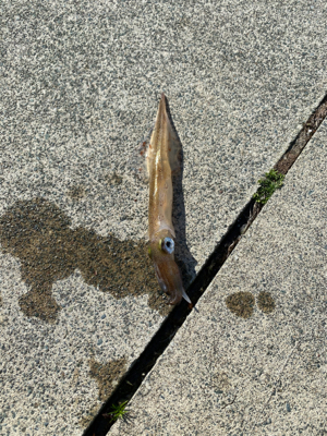 甲烏賊が食べたくて